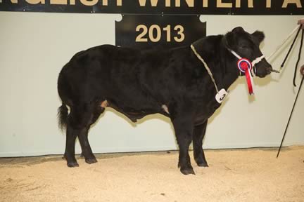 T & K Bodily's Llanymynach HD who took the Champion pure-bred British Blue steer title
